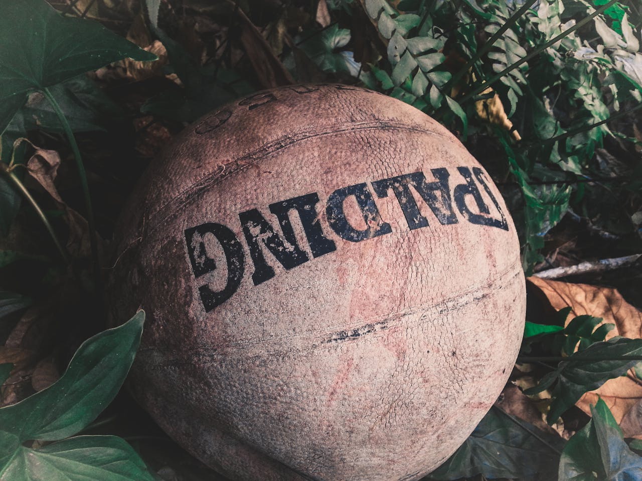 Service A vintage basketball nestled among outdoor leaves and plants.